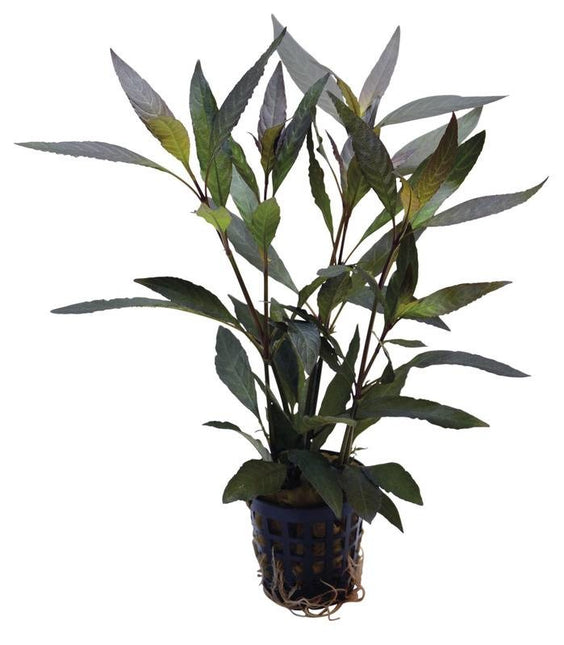 AnimalstoreXL Hygrophila Guanensis