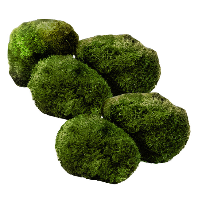AnimalstoreXL Mosbol Chladoflora XXL 7-9cm 5x