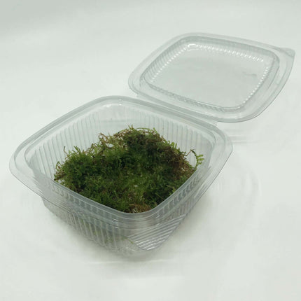 AnimalstoreXL Vesicularia Dubyana mos in bakje