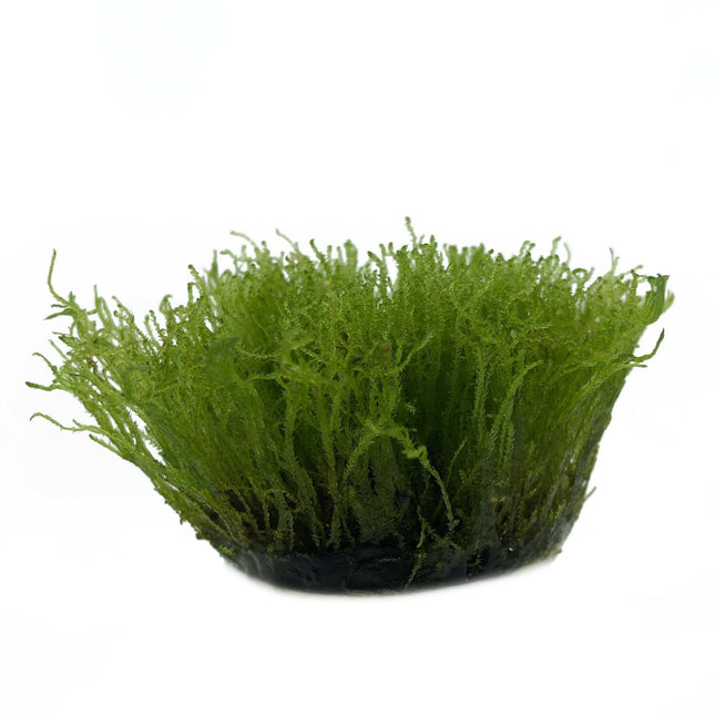AnimalstoreXL Taxiphyllum Alternans Taiwan moss in vitro bakje