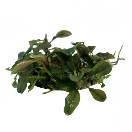 AnimalstoreXL Bucephalandra Deep Purple in vitro bakje