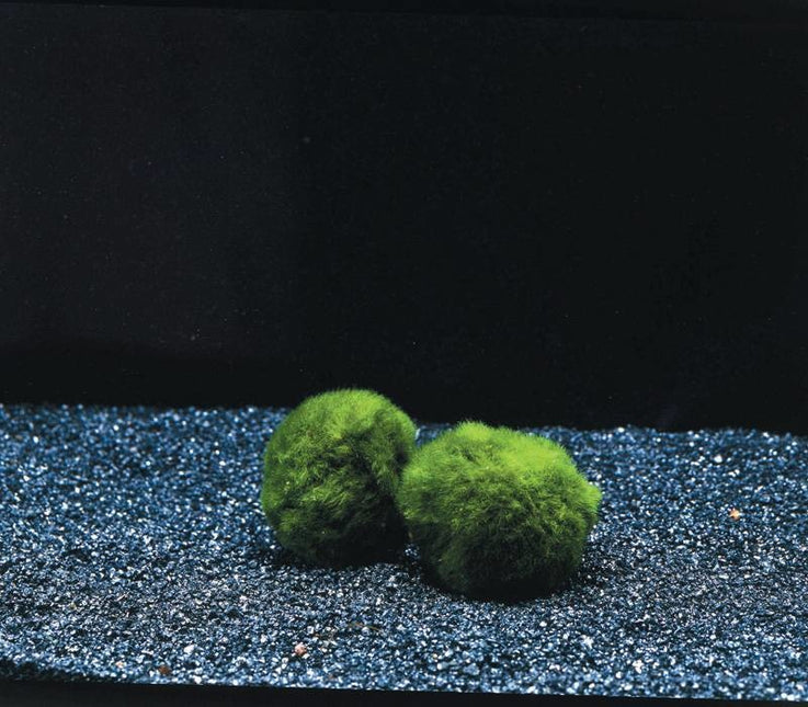 AnimalstoreXL Mosbol Chladoflora XXL 7-9cm 5x