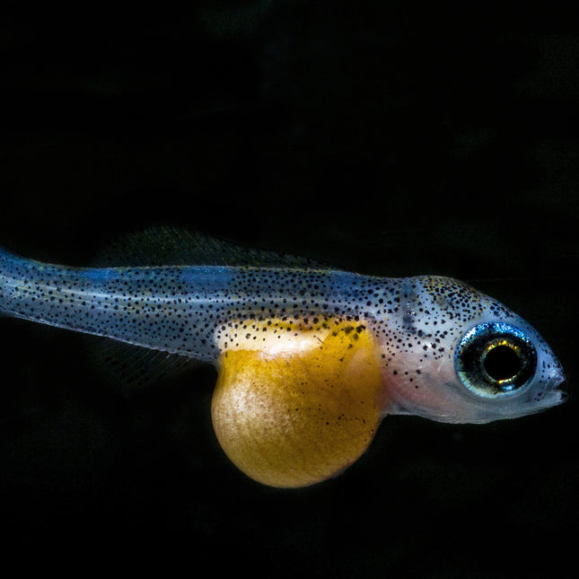 AnimalstoreXL Pronovo Bel Grano Baby 3x 10ml