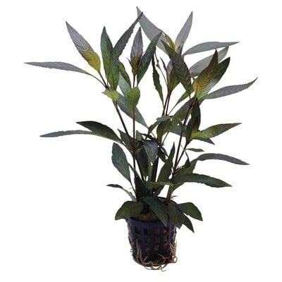 AnimalstoreXL Plantenpakket Rood