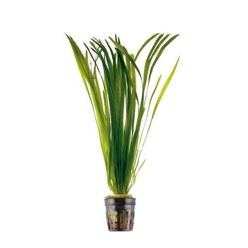 AnimalstoreXL Plantenpakket Populair