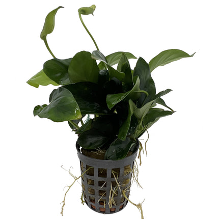 AnimalstoreXL Anubias Nana