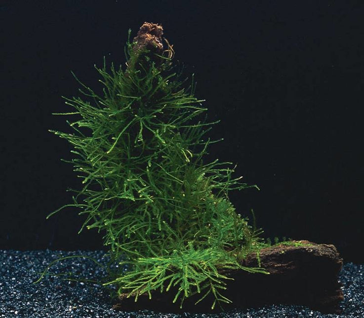 AnimalstoreXL Bos Vesicularia Dubyana