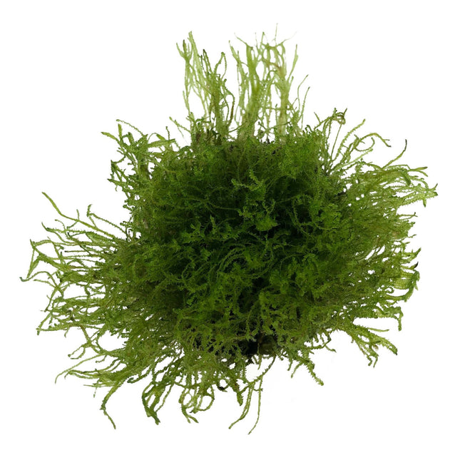 AnimalstoreXL Taxiphyllum Alternans Taiwan moss in vitro bakje