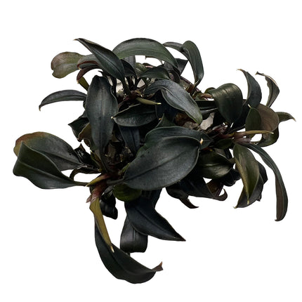 AnimalstoreXL Bucephalandra Brownie Ghost in vitro