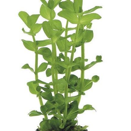AnimalstoreXL Bacopa Amplexicaulis