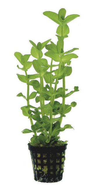 AnimalstoreXL Bacopa Amplexicaulis