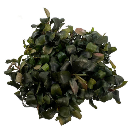 AnimalstoreXL Bucephalandra sp. 'Batang Kawa' in-vitro