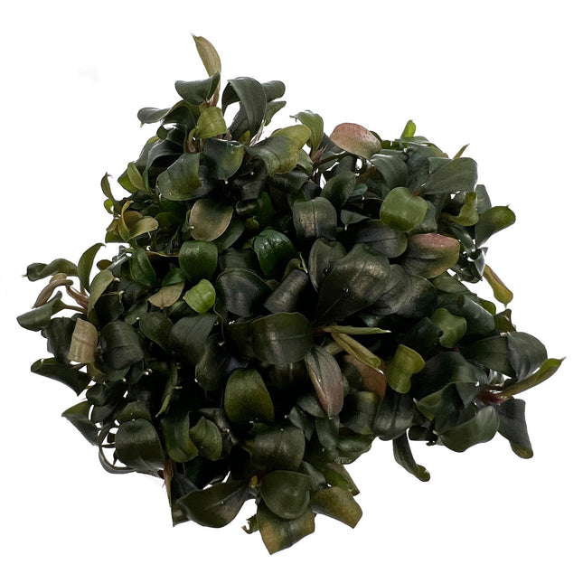 AnimalstoreXL Bucephalandra sp. 'Batang Kawa' in-vitro