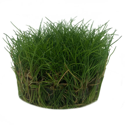 AnimalstoreXL Eleocharis sp. Minima in vitro bakje