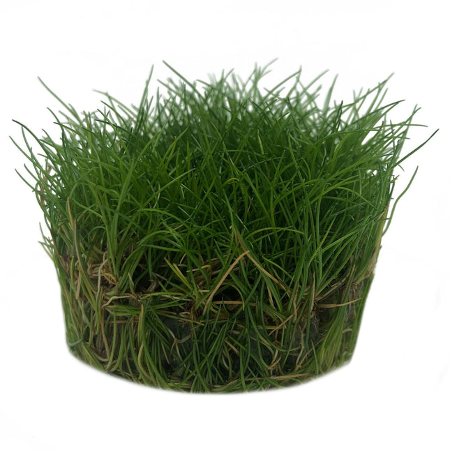 AnimalstoreXL Eleocharis sp. Minima in vitro bakje