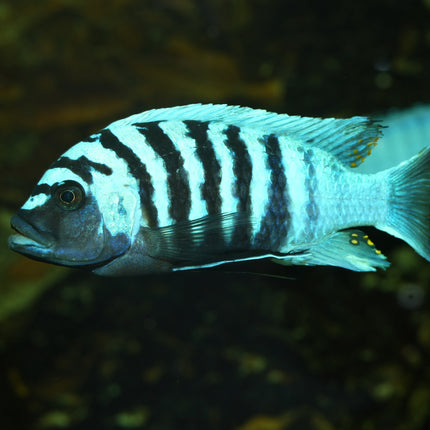 AnimalstoreXL Pronovo Malawi Grano M 250ml Click