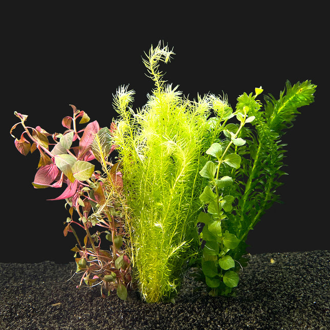 AnimalstoreXL Koud Water Plantenpakket