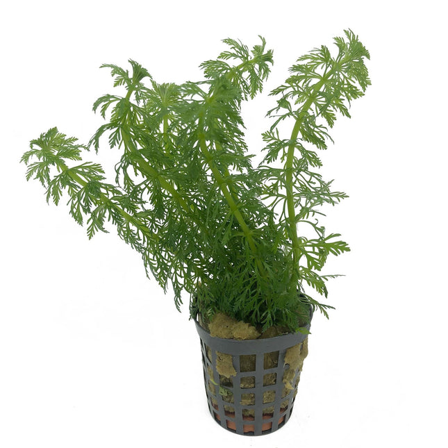 AnimalstoreXL Plantenpakket Azië small