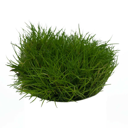 AnimalstoreXL Eleocharis parvula in-vitro