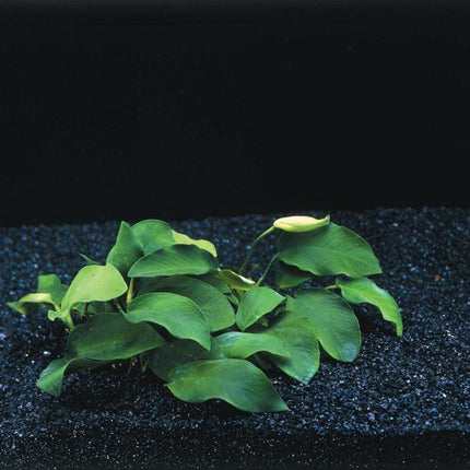 AnimalstoreXL Anubias Nana