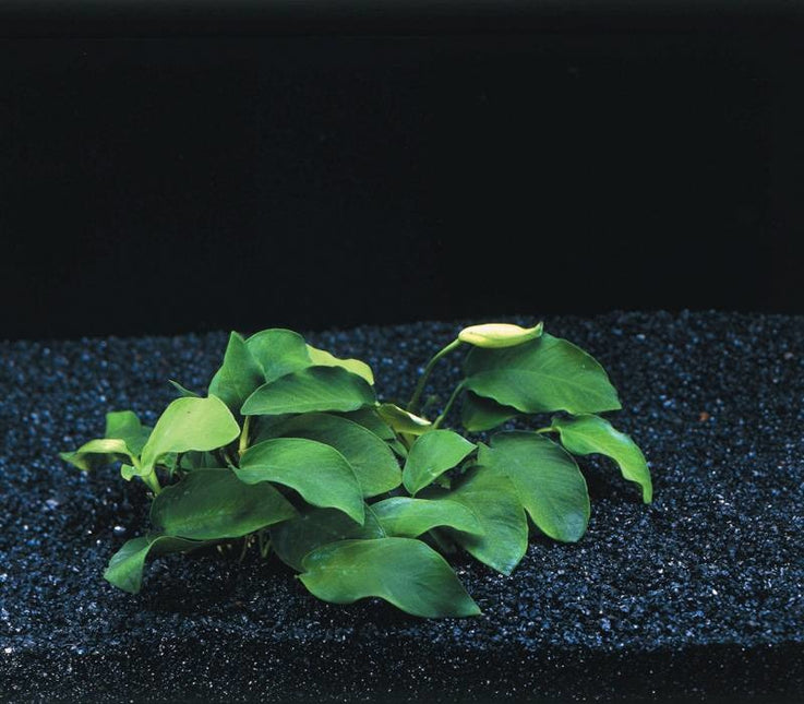 AnimalstoreXL Anubias Nana