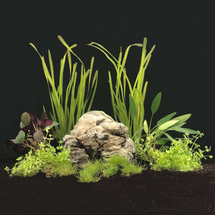 AnimalstoreXL Plantenpakket Populair