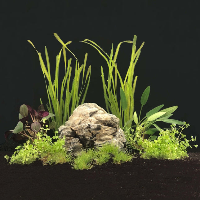 AnimalstoreXL Plantenpakket Populair