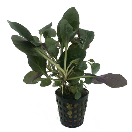 AnimalstoreXL Plantenpakket Small 1