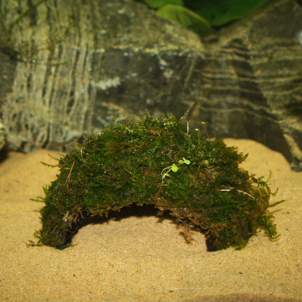 AnimalstoreXL Driegaats kokosnoot met Javamos