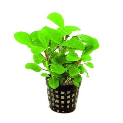 AnimalstoreXL Plantenpakket Populair