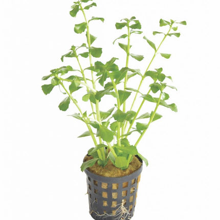 AnimalstoreXL Bacopa Monnieri
