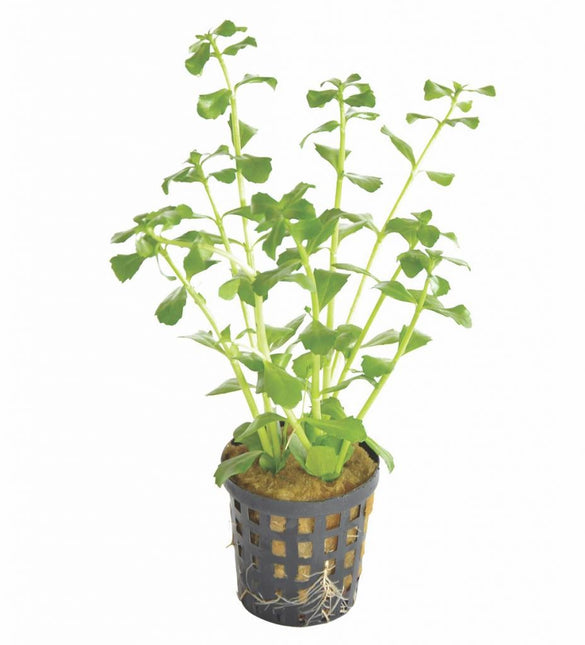 AnimalstoreXL Bacopa Monnieri