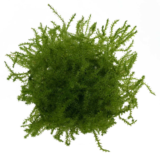 AnimalstoreXL Leptodictyum Riparum Stringy mos in vitro bakje