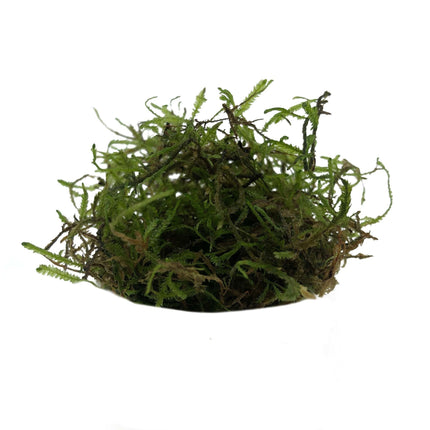 AnimalstoreXL Vesicularia dubyana in bakje