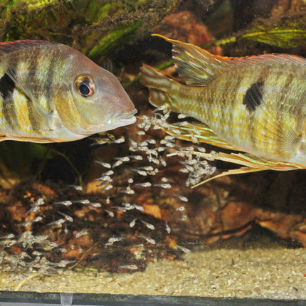 AnimalstoreXL Pronovo Bel Fluid 50ml