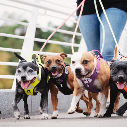 AnimalstoreXL Hurtta - Harness Weekend Warrior Zwart