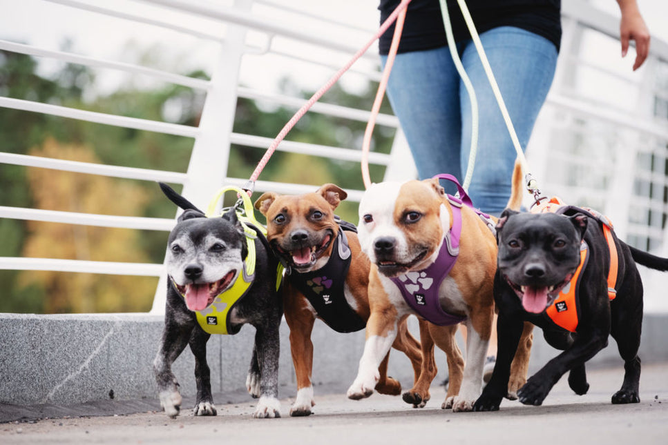 AnimalstoreXL Hurtta - Harness Weekend Warrior Zwart