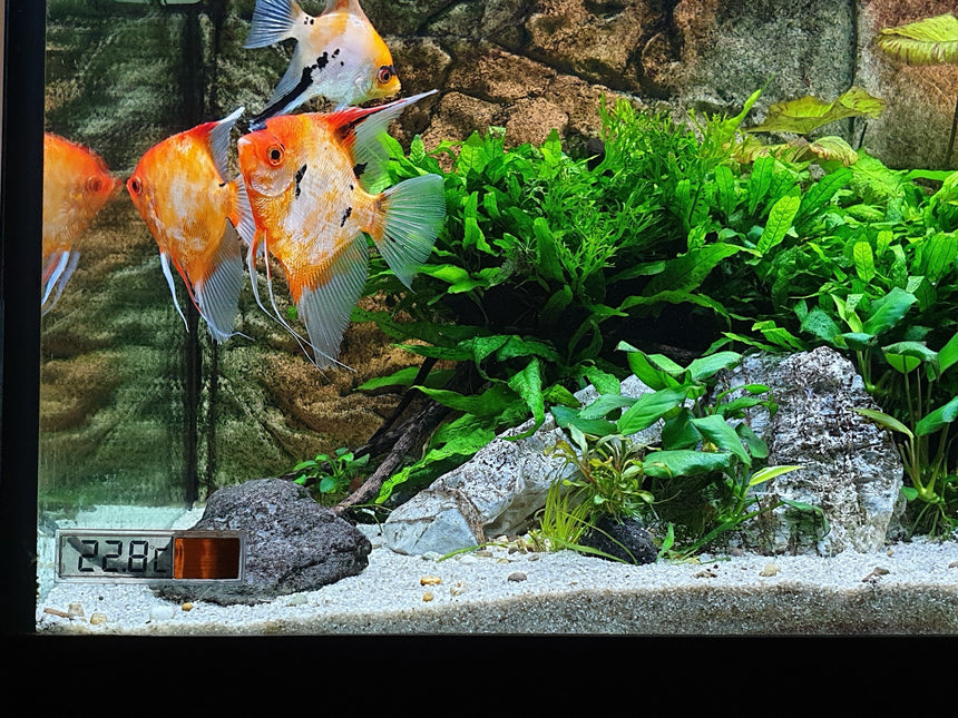 AnimalstoreXL Digitale Plakthermometer Goud