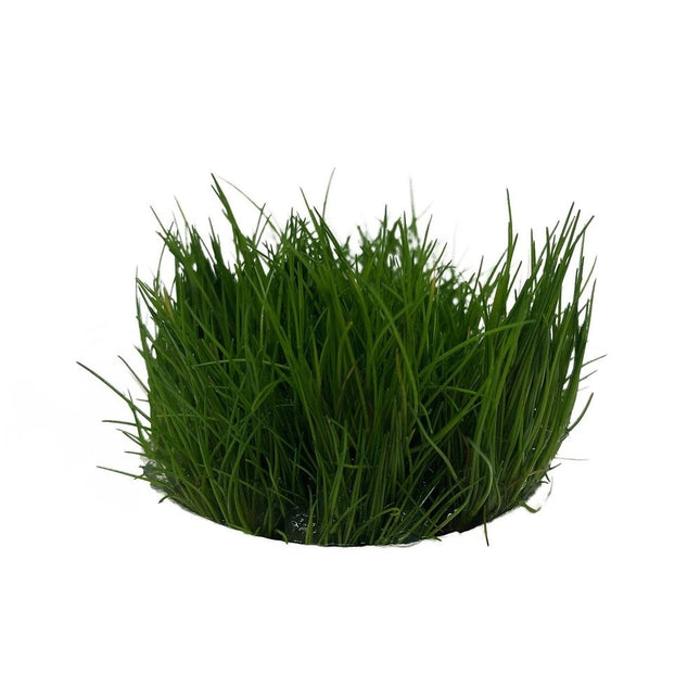 AnimalstoreXL Eleocharis acicularis in-vitro