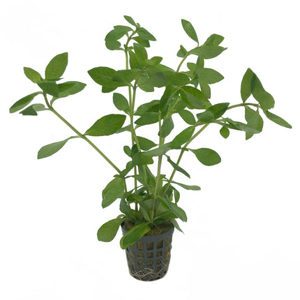 AnimalstoreXL Hygrophila Polysperma