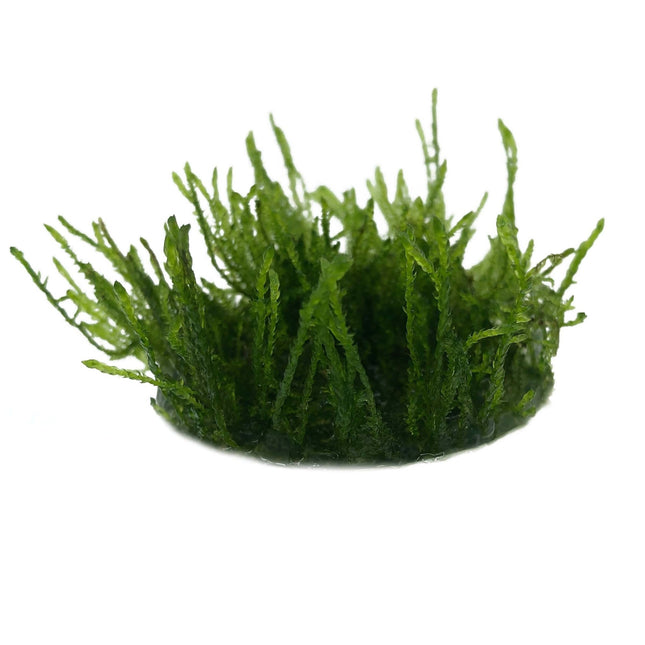 AnimalstoreXL Vesicularia Ferriei Weeping in vitro bakje