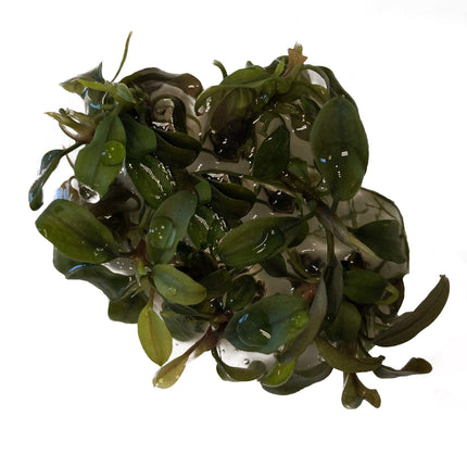 AnimalstoreXL Bucephalandra Deep Purple in vitro bakje