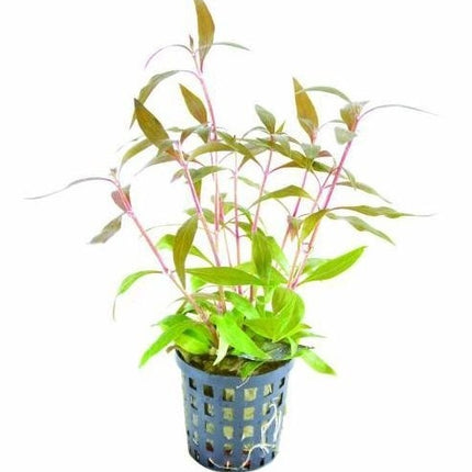 AnimalstoreXL Plantenpakket Medium 1