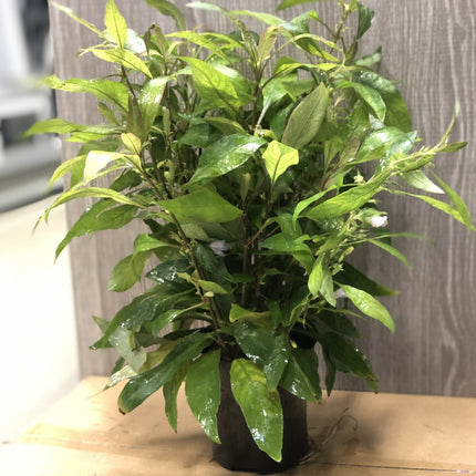 AnimalstoreXL Nomaphila Siamensis - Extra Groot