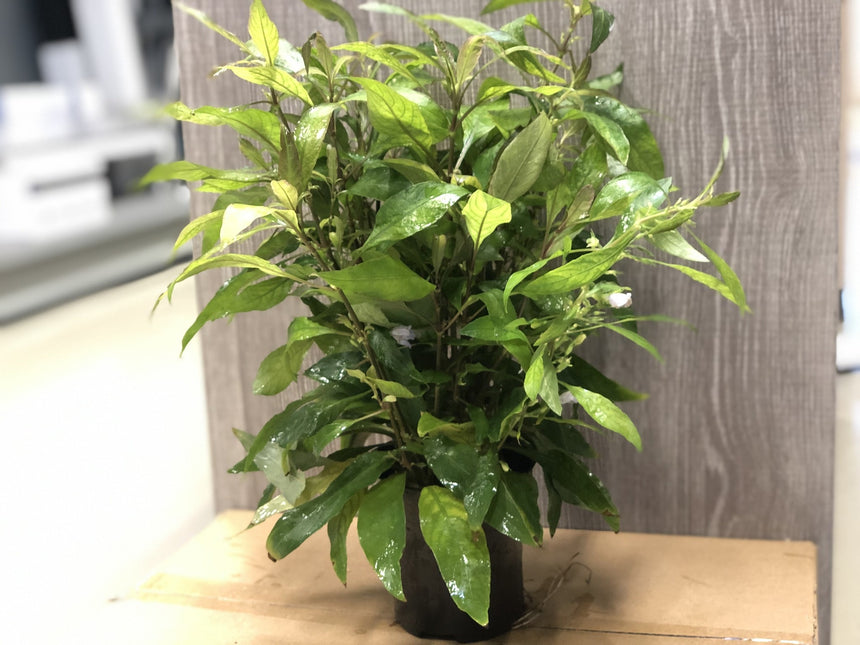 AnimalstoreXL Nomaphila Siamensis - Extra Groot