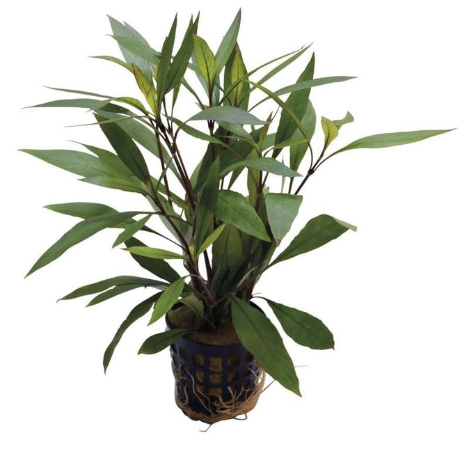 AnimalstoreXL Plantenpakket Azië small