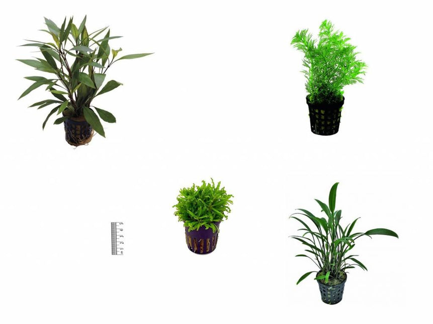 AnimalstoreXL Plantenpakket Azië small