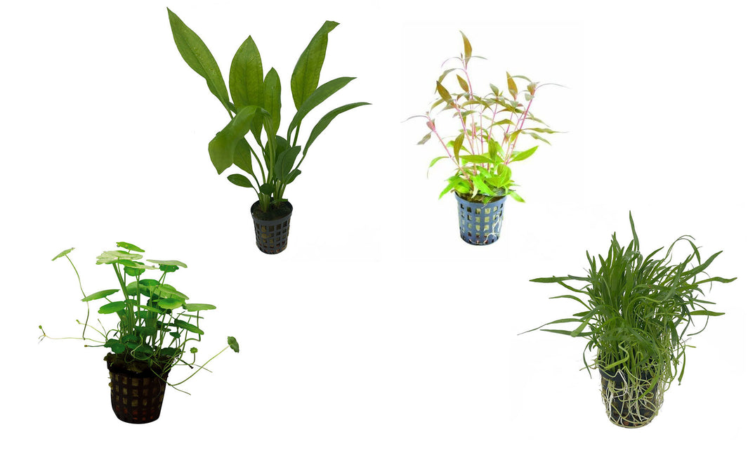 AnimalstoreXL Plantenpakket Zuid-Amerika Small