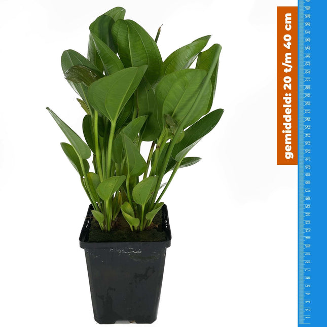 AnimalstoreXL Echinodorus Harbich - Extra Groot
