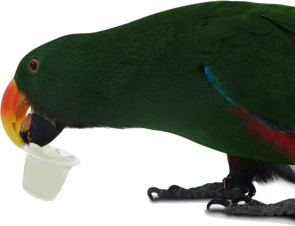 AnimalstoreXL Fruitcup Mix Pot 24 stuks